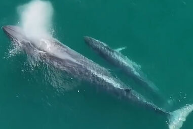 Vídeo capta baleia e cria a nadar em praia na Costa da Caparica  