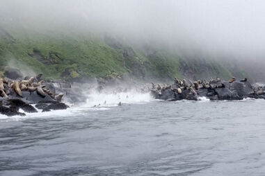 Leões marinhos saltam para o mar no momento em que sismo abala as ilhas Curilas na Rússia 