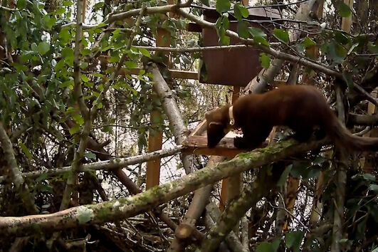 População de martas volta a crescer em floresta de Inglaterra após um século sem serem vistas na área