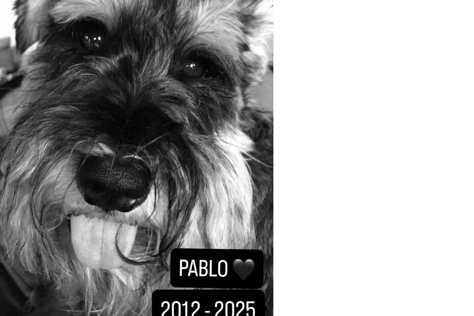 Paula Neves lamenta a perda de Pablo, o seu cão, que viveu entre 2012 e 2025.
