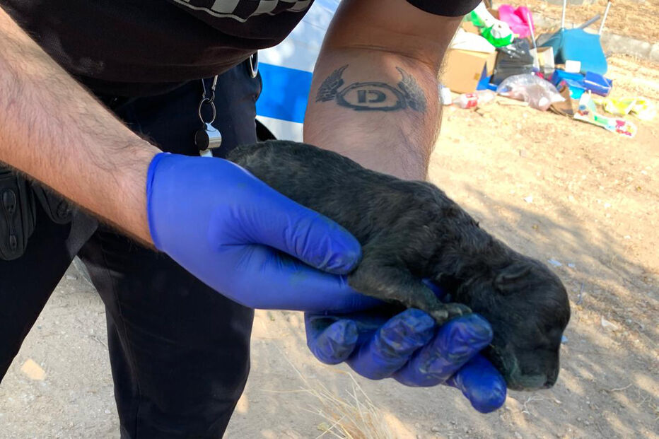 Homem de luvas azuis segura cachorro recém-nascido