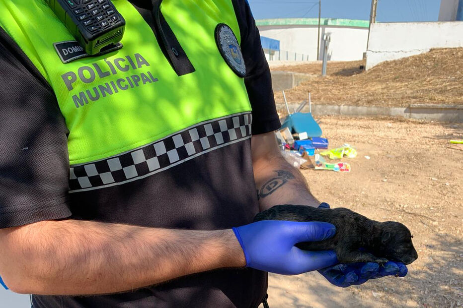 Polícia Municipal resgata cachorro