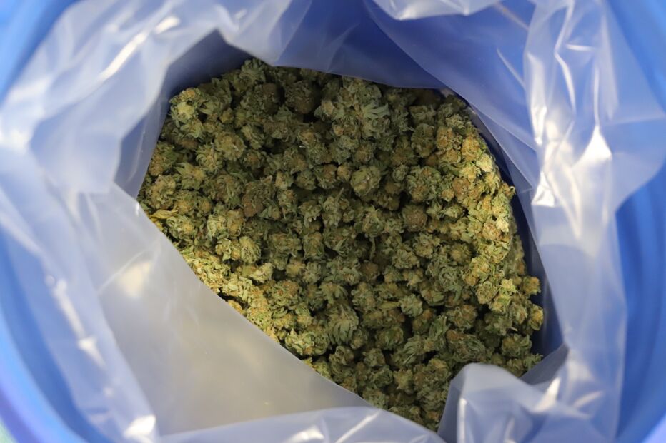 Saco com produto de cannabis para consumo