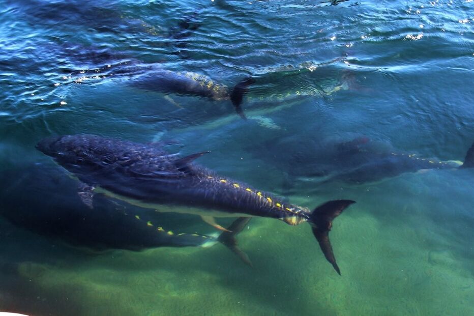 Pesca ilegal de atum-rabilho em Tavira ameaça sustentabilidade e segurança da pesca artesanal