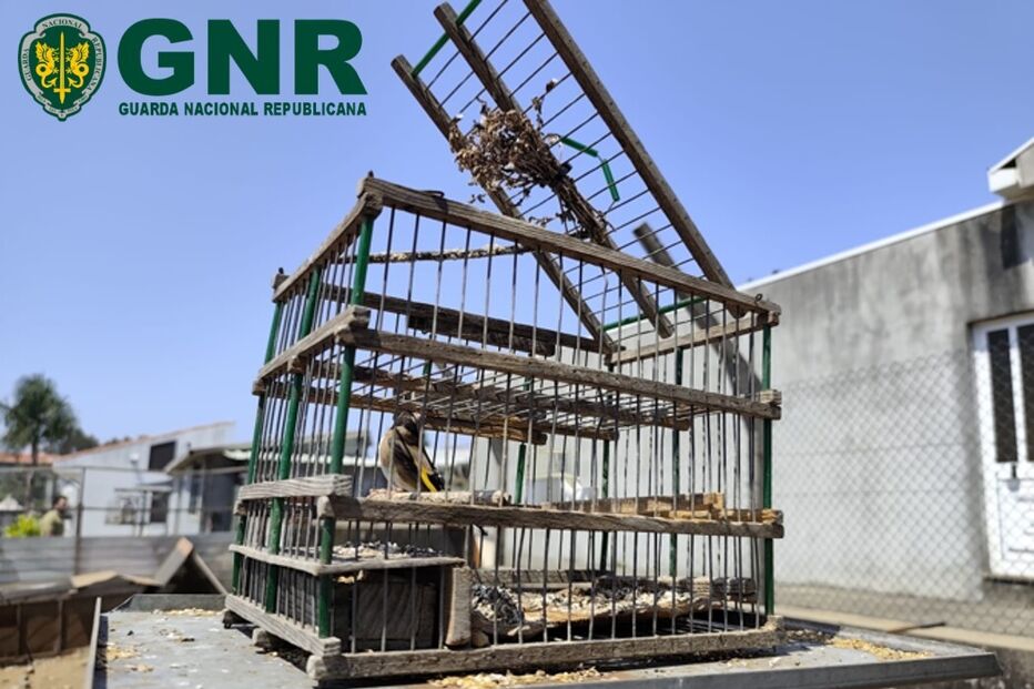 GNR detém homem por caça ilegal de aves em Santa Maria da Feira