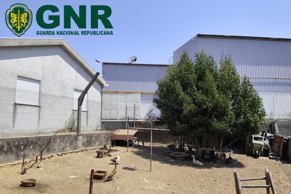GNR detém caçador por armadilhas ilegais para aves em Santa Maria da Feira