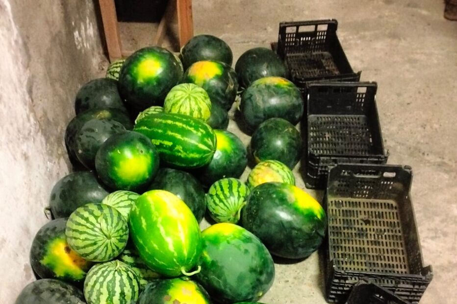 Melancias apreendidas pela GNR em operação