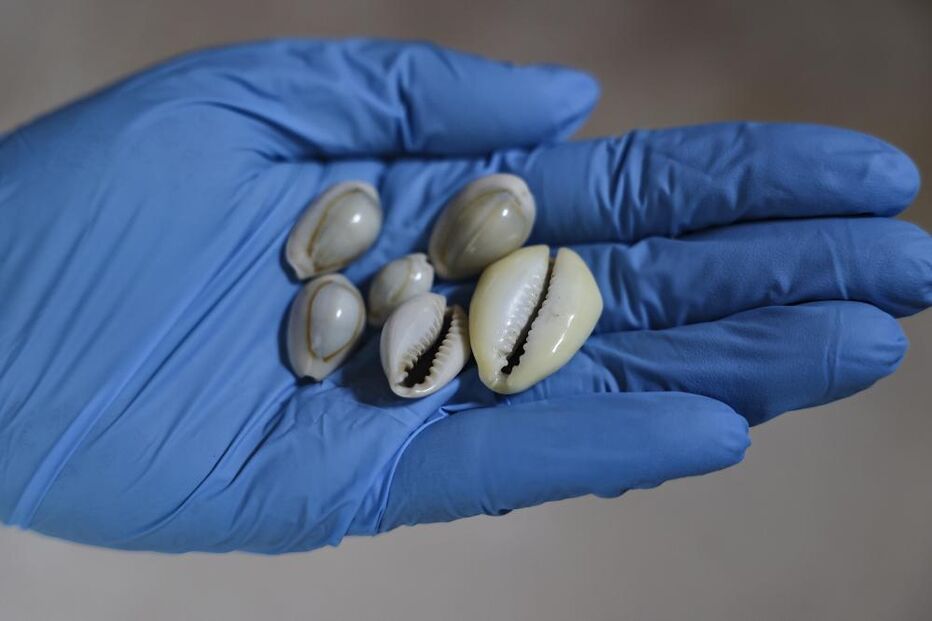 Caurins, 'moeda' usada para comprar escravos, em exposição no Museu do Dinheiro, em Lisboa