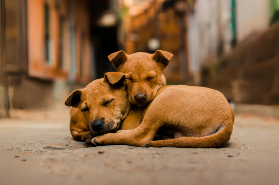 Apoie animais abandonados no calor: água, sombra e cuidado fazem a diferença