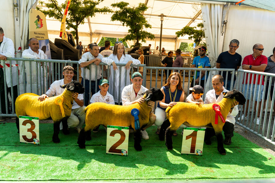 Ovinos premiados nas Festas do Bodo 2025, em Pombal
