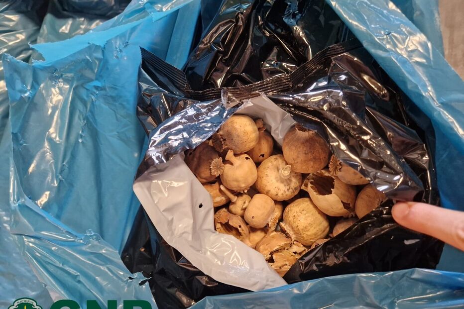 Papoilas secas apreendidas pela GNR em Vialonga