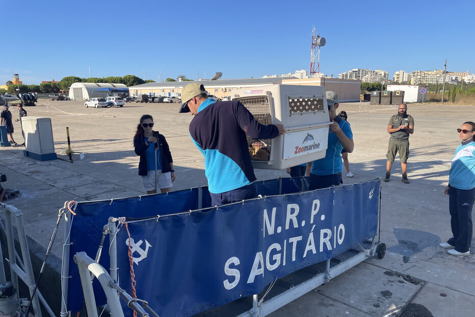 Marinha e Zoomarine libertam tartaruga marinha recuperada no Algarve.
