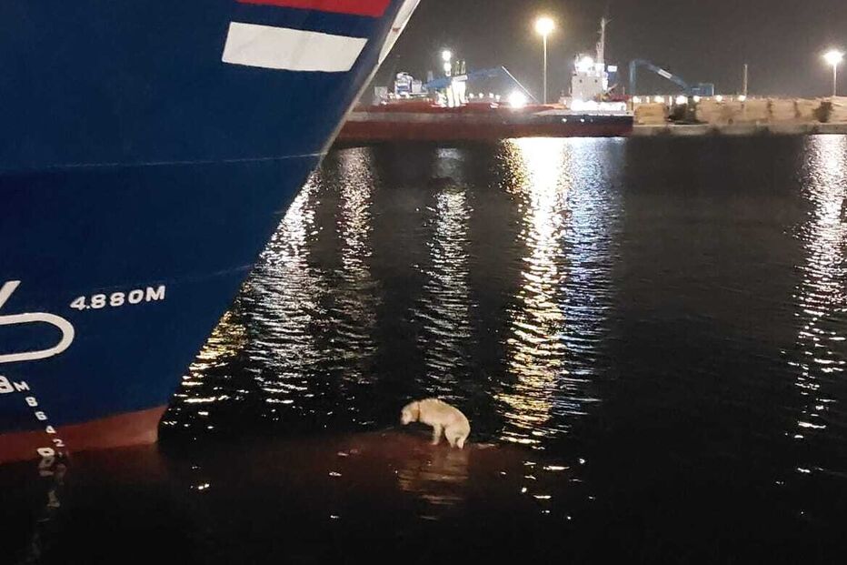 Cão salvo pela Polícia Marítima em Aveiro, após se refugiar num navio mercante