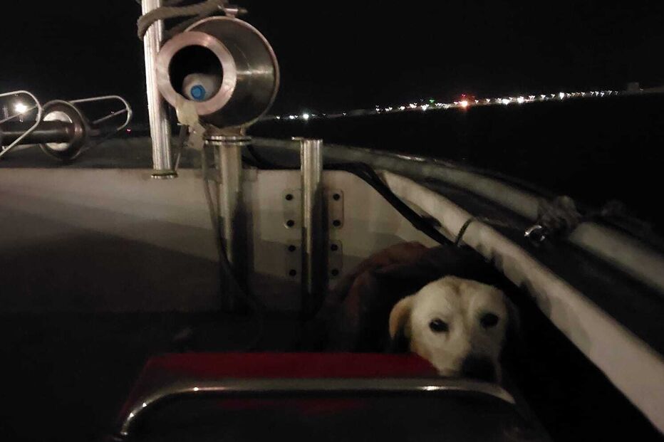 Cão salvo pela Polícia Marítima em Aveiro após se refugiar em navio