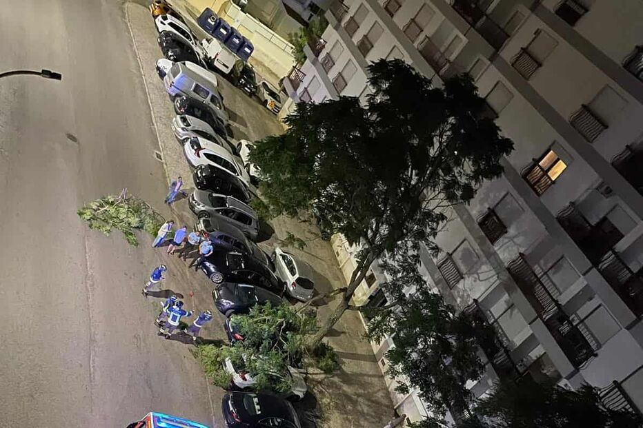 Bombeiros removem árvore caída sobre carros na rua