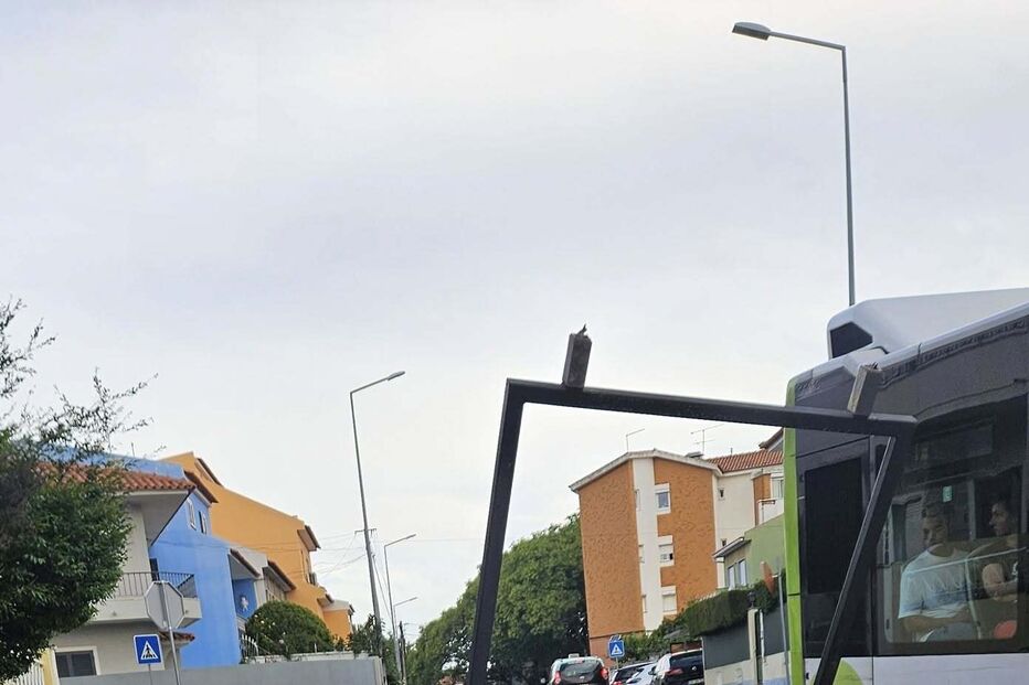 Autocarro destrói paragem em Cascais. Populares fogem. Mulher assistida