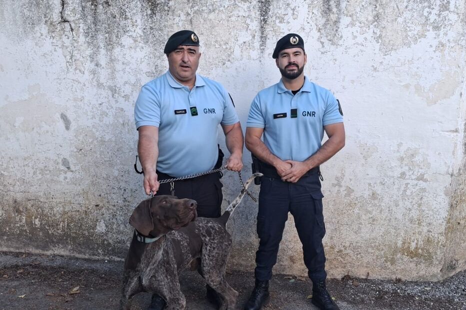 Elementos da GNR recuperam cão que tinha sido roubado