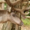 <![CDATA[ Descoberto em Espanha fóssil de dente de rena, o mais antigo registo de fauna glaciar ibérica ]]>