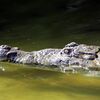 <![CDATA[ Investigadores da Nova FCT descobrem novo crocodilo marinho em Angola ]]>