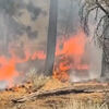 <![CDATA[ Incêndio florestal na Califórnia ameaça mais de 800 estruturas ]]>