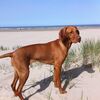 <![CDATA[ PAN quer que lei permita animais de companhia em todas as praias portuguesas ]]>