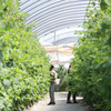 <![CDATA[ CNA acusa Governo de usar "estratagema" para aumentar despesa da Agricultura ]]>