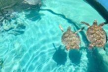 Tartarugas precisam de cuidados especiais para evitar choque térmico no verão