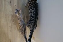 Sakura, a nova gata de Patrícia Mamona, conquista corações.
