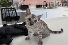 Sakura, a gata de Patrícia Mamona, conquista corações.
