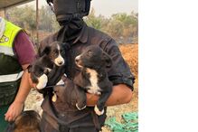 Após incêndio em Oliveira do Hospital, figuras públicas unem-se para ajudar Pedro a reconstruir a casa e a cuidar dos animais