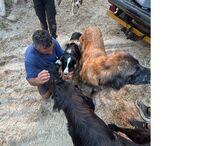 Raminhos lança campanha para ajudar Pedro, vítima dos incêndios em Oliveira do Hospital, com apoio de famosos