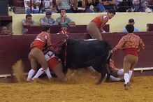 Forcado Manuel Trindade gravemente ferido durante pega na Praça de Touros do Campo Pequeno