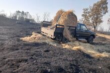 Caçadores alimentam animais selvagens em zonas de caça afetadas por incêndios na Lousã e Serra da Estrela