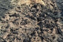 Caçadores alimentam animais selvagens em áreas ardidas nas serras da Lousã e da Estrela