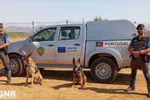 Agentes da GNR e cães da Unidade Cinotécnica em patrulha na fronteira