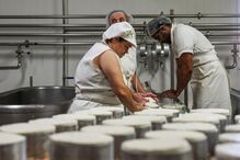 Pastores e queijeiros na Covilhã procuram resistir depois do fogo levar o pasto