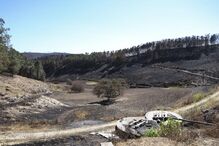 Pastores e queijeiros na Covilhã procuram resistir depois do fogo levar o pasto