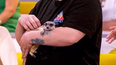 Alerta fofura: conheça os animais exóticos da Jaspet