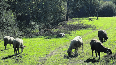 19 animais mortos por cães vadios em Paredes