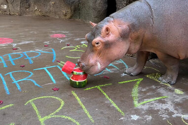 Zoo nos EUA faz bolo de melancia para celebrar aniversário de hipopótamo