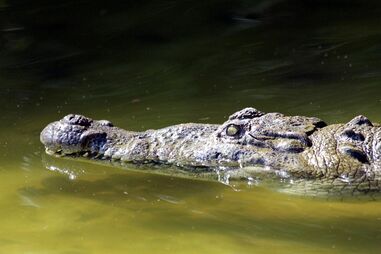 Crocodilo 