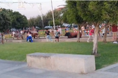 Cinco pessoas colhidas por touro nas festas de Alcochete. Há um ferido grave