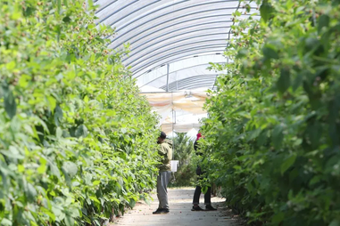 Agricultura é dos setores em que os trabalhadores estrangeiros têm maior peso