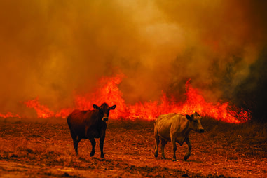 Animais fogem do fogo