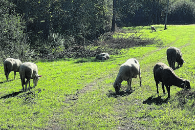 19 animais mortos por cães vadios em Paredes