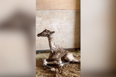 O momento emocionante em que cria de girafa nasce no Badoca Safari Park