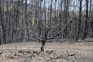 Movimento Portugal Sem Chamas incentiva ao turismo nas áreas afetadas pelos incêndios