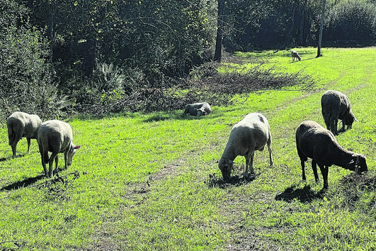 19 animais mortos por cães vadios em Paredes