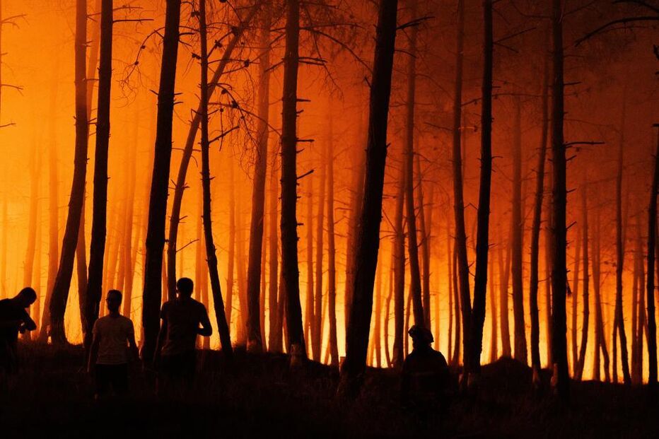 Bombeiros combatem incêndio florestal com árvores altas e chamas intensas