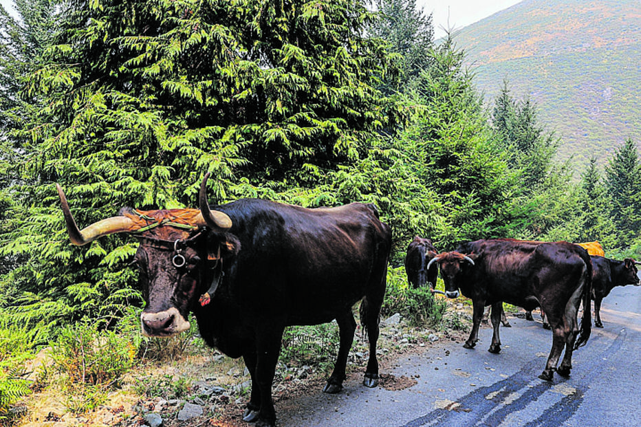 Vacas maronesas pastam livremente no Parque Alvão, próximo de Pardelhas. As chamas rondam